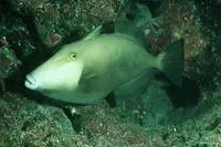 Masked triggerfish (Sufflamen fraenatum)