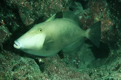 Masked triggerfish (Sufflamen fraenatum)