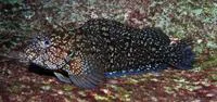 Masquerader hairy blenny (Labrisomus conditus)