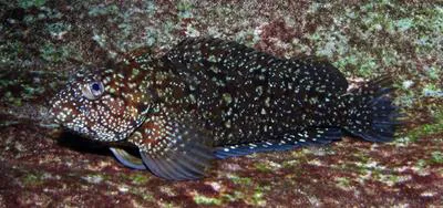 Masquerader hairy blenny (Labrisomus conditus)