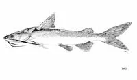 Master's catfish (Hexanematichthys mastersi)