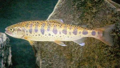 Masu salmon (Oncorhynchus masou masou)