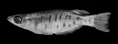 Matano medaka (Oryzias matanensis)