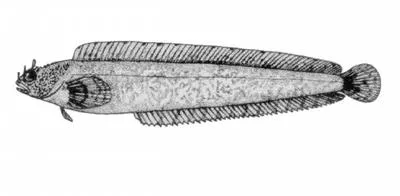 Matcheek warbonnet (Chirolophis tarsodes)
