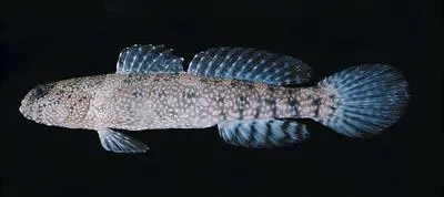 Maude's shrimpgoby (Cryptocentrus maudae)