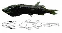 Maul's searsid (Maulisia mauli)