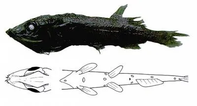 Maul's searsid (Maulisia mauli)