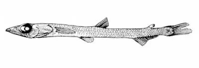 Maul's waryfish (Scopelosaurus mauli)