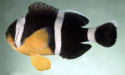 Mauritian anemonefish (Amphiprion chrysogaster)