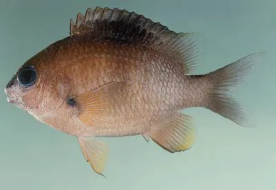 Mauritian damsel (Plectroglyphidodon randalli)