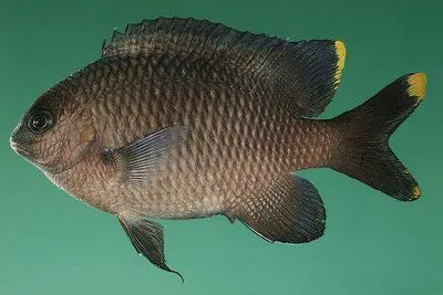 Mauritian gregory (Stegastes pelicieri)