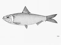 Mauritian sardinella (Sardinella jussieu)