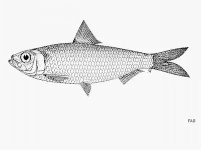 Mauritian sardinella (Sardinella jussieu)