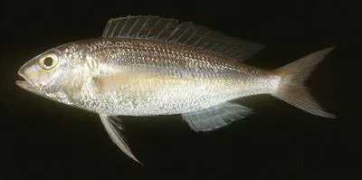 Mauvelip threadfin bream (Nemipterus mesoprion)