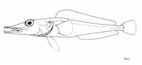 Mawson's dragonfish (Cygnodraco mawsoni)