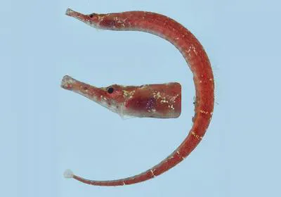 Maxweber's pipefish (Cosmocampus maxweberi)