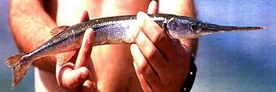 Maya needlefish (Strongylura hubbsi)