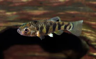 Maya pupfish (Cyprinodon maya)
