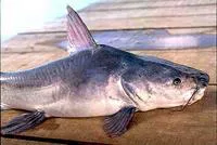 Mayan sea catfish (Ariopsis assimilis)
