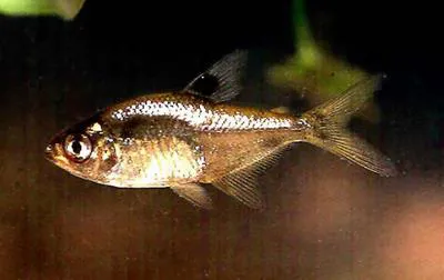 Mayan tetra (Hyphessobrycon compressus)