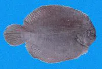 Mazatlan sole (Achirus mazatlanus)
