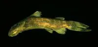 Mbozi suckermouth (Chiloglanis mbozi)