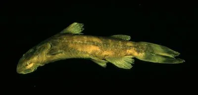 Mbozi suckermouth (Chiloglanis mbozi)