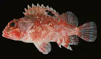 McAdam's scorpionfish (Parascorpaena mcadamsi)