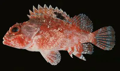 McAdam's scorpionfish (Parascorpaena mcadamsi)