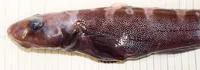 McAllister's eelpout (Lycodes mcallisteri)