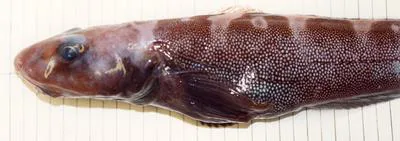 McAllister's eelpout (Lycodes mcallisteri)