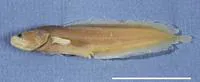 Mccosker's coralbrotula (Ogilbia mccoskeri)