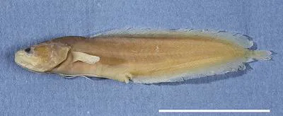 Mccosker's coralbrotula (Ogilbia mccoskeri)