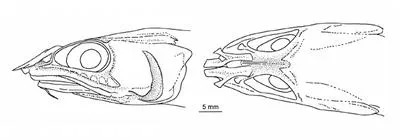 McCosker?s grenadier (Spicomacrurus mccoskeri)