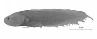 Mcgrouther's coralbrotula (Diancistrus mcgroutheri)