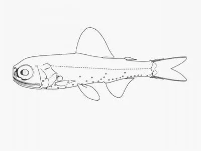Mead's lanternfish (Diaphus meadi)