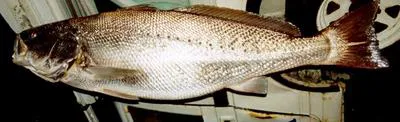 Meagre (Argyrosomus regius)