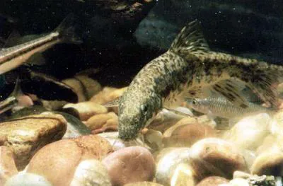 Mediterranean barbel (Barbus meridionalis)
