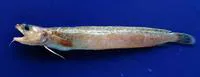 Mediterranean bigeye rockling (Gaidropsarus biscayensis)