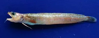 Mediterranean bigeye rockling (Gaidropsarus biscayensis)