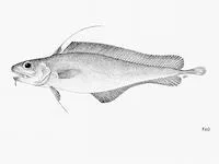Mediterranean codling (Lepidion lepidion)