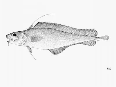 Mediterranean codling (Lepidion lepidion)