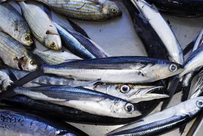 Mediterranean flyingfish (Cheilopogon heterurus)