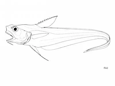 Mediterranean grenadier (Coryphaenoides mediterraneus)