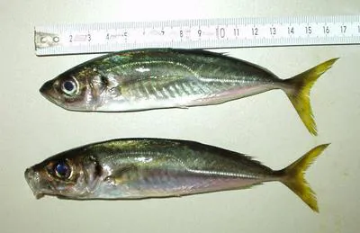 Mediterranean horse mackerel (Trachurus mediterraneus)