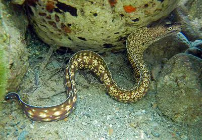Mediterranean moray (Muraena helena)