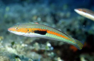 Mediterranean rainbow wrasse (Coris julis)