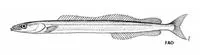 Mediterranean sand eel (Gymnammodytes cicerelus)