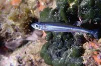 Mediterranean sand smelt (Atherina hepsetus)