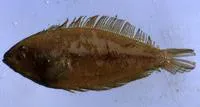 Mediterranean scaldfish (Arnoglossus laterna)